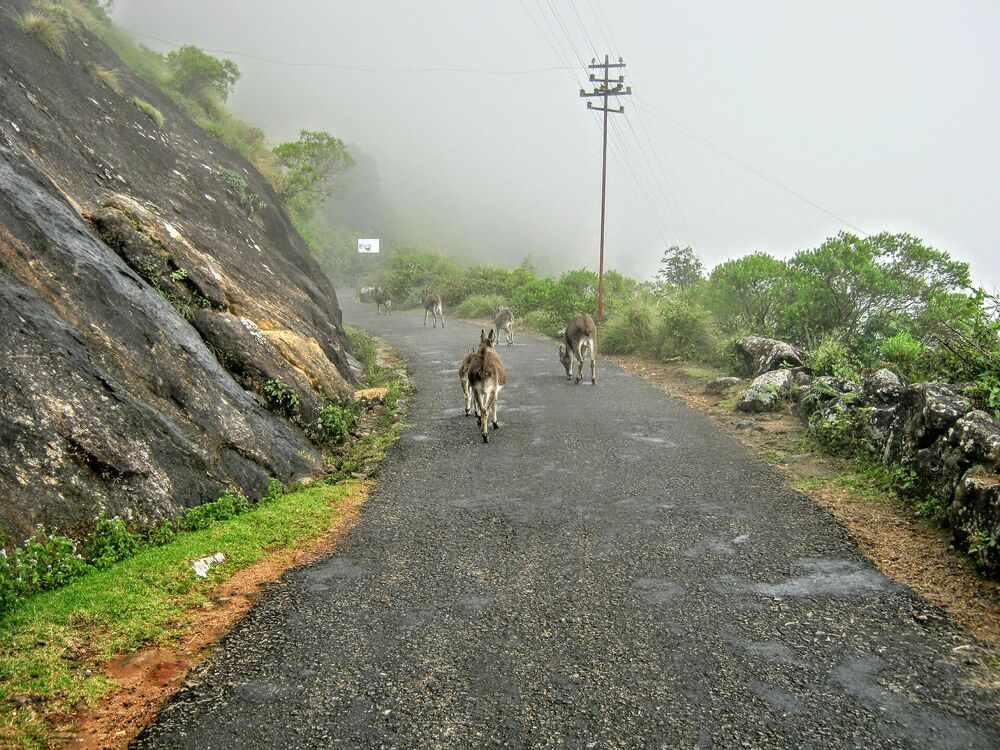 Tea-covered hills of Munnar on the Kochi to Munnar highway